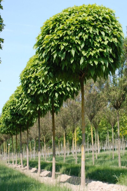 Катальпа бігнонієвидна Нана